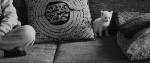 9 1 9 Macke Cat Filmstill fur Mood Plakat